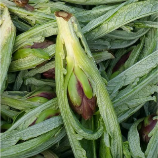 Bunch of artichokes